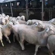 澳洲白绵羊，是有白头杜泊，无角道赛特和德克塞尔羊杂交而成