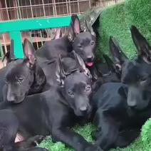 黑狼犬犬幼犬纯种幼崽墨界黑狼犬巨型犬中华黑狼犬