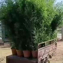 带盆竹子毛竹大量现货供应竹子叶绿根细价格低
