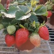 草莓草莓香甜可口草莓盆栽奶油甜茶礼各式各样精品草莓盆栽