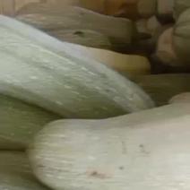 河北衡水宝华疏菜市场西葫正在大量上市中