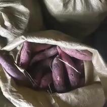 原种红薯秧
