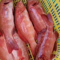 东星斑海南东星斑活鱼放血极冻东星斑产地直发品质保证