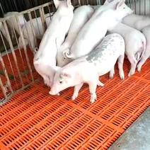 大型养猪基地直供（三元）仔猪包成活包运输