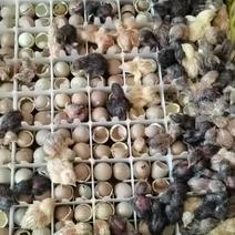 芦丁鸡种蛋受精蛋食用鸡蛋可孵化种蛋芦丁鸡观赏鸡