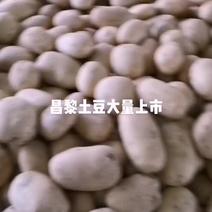 中薯5号土豆