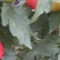 陕西西红柿
