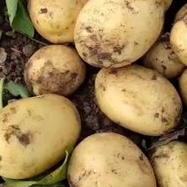 绥中土豆，精品早大白产地直供量大从优对接全国商超平台