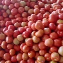 西红柿，甘肃张掖西红柿大量上市中，大红硬果，质量好价格合