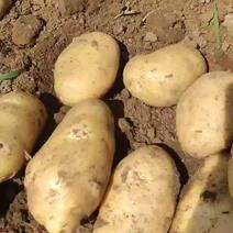 荷兰十五土豆大量出货一手货源质量保证