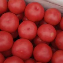 西红柿，
