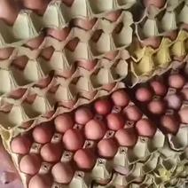 出售33/35红蛋日产500件