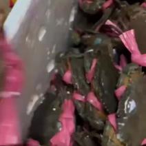特大青蟹膏蟹生猛鲜活供应糕蟹质量保证产地直发