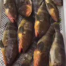 龙胆石斑鱼0.8-1.5斤/条海钓新鲜活冻土斑鱼
