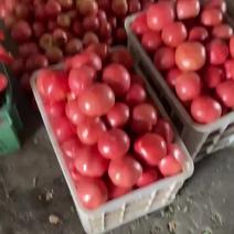 松江本地西红柿
