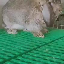 种兔养殖场出售比利时种兔纯种公羊兔新西兰种兔