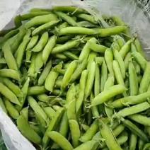吉林豌豆产地供货一手货源对接全国