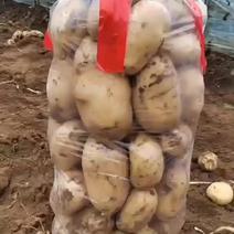 绥中县v7土豆大量供应中产地直发早大白荷兰土豆中暑土豆