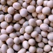 杂花豆，通货，常年供应全国发货量大从优