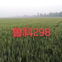 高产抗倒耐冻小麦新品种鲁科298