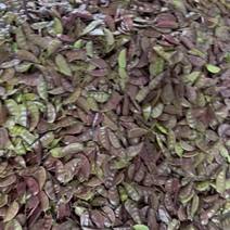 苏州常熟本地红扁豆紫扁豆基地直发当天现采