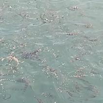 溪石斑鱼