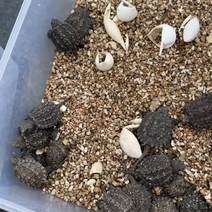 100个刚出壳的鳄龟苗，易养易大，可以长到二十几斤一个