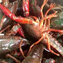 江苏兴化精品蟹塘虾，一件直达，全国可发货