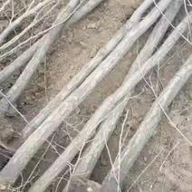 甘肃兰州榆树苗一手货源产地直供规格全可以视频