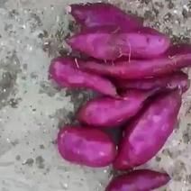 紫薯008