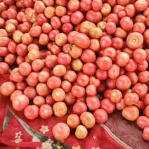 自己种的西红柿