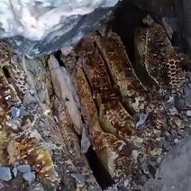 深山石头缝挖出来的野蜂蜜