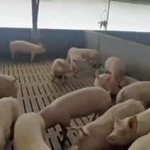 新美系种猪:长白、大约克、杜洛克、二元母猪。