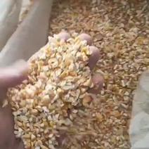 净粮碎玉米，无土无沙无霉变，养殖场饲料厂的福利。