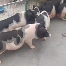 广东肇庆萌宠园紧急处理10头香猪，9头羊，需要私聊