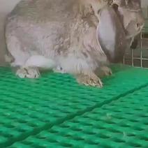 种兔养殖场出售纯种公羊兔比利时种兔新西兰种兔