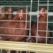 出售现货海兰褐青年鸡鸡群健康体重达标