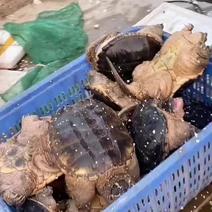 商品鳄鱼龟，基地直供，五斤到二十斤的，支持全国发货