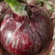 紫红皮洋葱8厘米以上，5-8长期供应