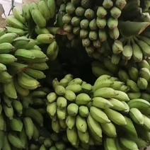 全年供应木瓜，小米蕉，电商，市场，厂房加工，代办收购、包