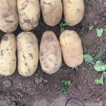 沃土五号土豆均重一斤半到二斤
