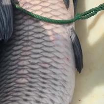大青鱼40——60斤