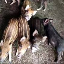 二代山猪苗，猪的一生不打针不吃药，抵抗力超强。