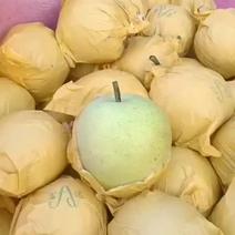 黄冠梨自然色青梨大量上市，欢迎全国各地的客户前来采购。