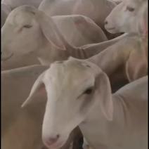 杜波绵羊，澳洲白绵羊，改良澳寒杂交绵羊，种公羊，发货全国