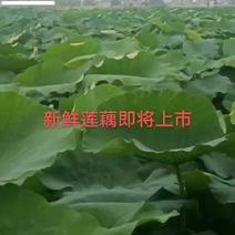上海市青浦区茭白莲藕大量供应，货源充足，供应全国市场