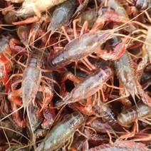 金湖蟹塘精品小龙虾，青客白板，质量保证，全国发货