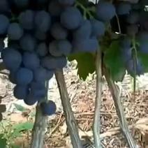 山西运城夏县的玫瑰香葡萄大量上市