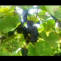 黑莆香葡萄