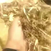 玉米秸秆柔丝草